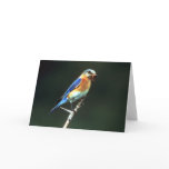 EASTERN BLUEBIRD CARD