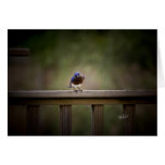 Eastern Bluebird Checking Out the Feeder in Spring Cards