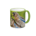 Eastern Bluebird Coffee Mugs