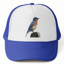 Eastern Bluebird Hat