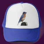 Eastern Bluebird Hat