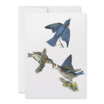 Eastern Bluebird, John Audubon Custom Invitation