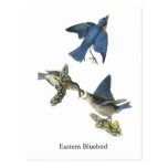 Eastern Bluebird, John Audubon Postcard