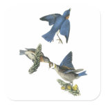 Eastern Bluebird, John Audubon Square Stickers