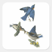 Eastern Bluebird, John Audubon Square Stickers