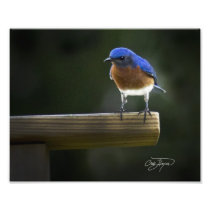 Eastern Bluebird Keeping Watch - Photo