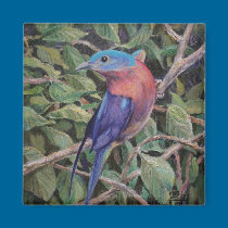 Eastern Bluebird magnets