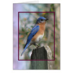 Eastern Bluebird Male Card