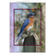 Eastern Bluebird Male Card