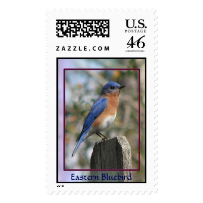 Eastern Bluebird Male Postage by naturegirl7