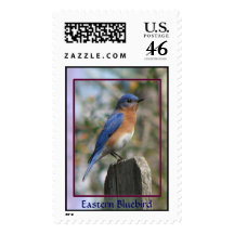 Eastern Bluebird Male Postage