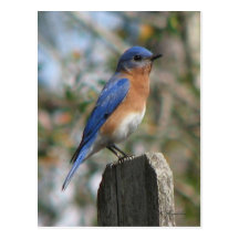 Eastern Bluebird Male Postcard