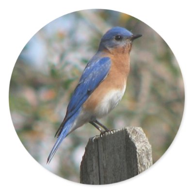 Eastern Bluebird Male Sticker