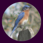 Eastern Bluebird Male Sticker