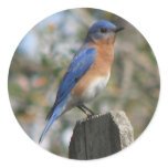 Eastern Bluebird Male Sticker