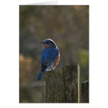 Eastern Bluebird Note Card