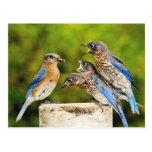 Eastern Bluebird Post Cards