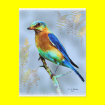 Eastern Bluebird...Postcard postcards