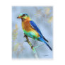 Eastern Bluebird...Postcard