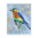 Eastern Bluebird...Postcard
