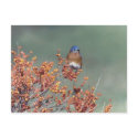 Eastern Bluebird postcards