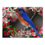 Eastern Bluebird Postcard