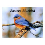 Eastern Bluebird Postcard