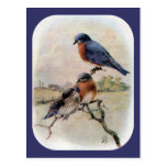 Eastern Bluebirds with Baby Bird Postcard