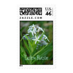 Eastern Bluestar Stamp