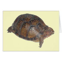 Eastern Box Turtle cards