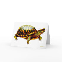 Eastern Box Turtle Card