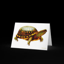 Eastern Box Turtle Card