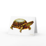 Eastern Box Turtle Card