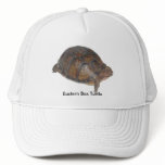 Eastern Box Turtle
