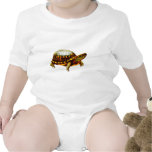 Eastern Box Turtle Infant Creeper
