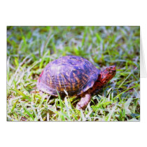 Eastern Box Turtle Louisiana cards