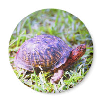 Eastern Box Turtle Louisiana magnets by naturegirl7 Eastern Box Turtle Louisiana magnets