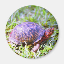 Eastern Box Turtle Louisiana Magnet