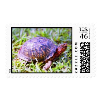 Eastern Box Turtle Louisiana stamp