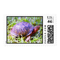 Eastern Box Turtle Louisiana Stamps