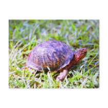Eastern Box Turtle Louisiana postcards