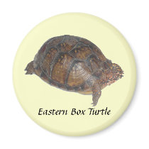 Eastern Box Turtle magnets by naturegirl7 Eastern Box Turtle magnets