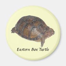 Eastern Box Turtle Magnets