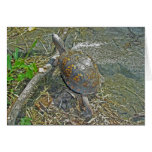 Eastern Box Turtle Note Card