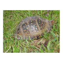 Eastern Box Turtle Peeking posters by naturegirl7 Eastern Box Turtle Peeking posters
