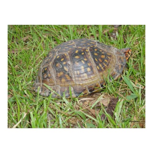 Eastern Box Turtle Peeking print