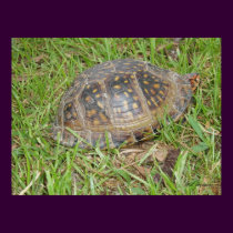 Eastern Box Turtle Peeking posters by naturegirl7 Eastern Box Turtle Peeking posters