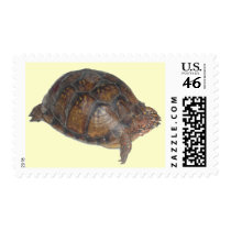 Eastern Box Turtle postage