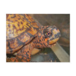 Eastern Box Turtle Postcard