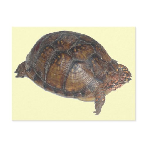 Three-toed Eastern Box Turtle postcard